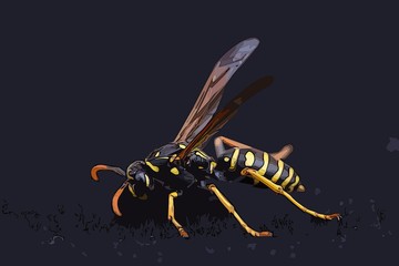 Closeup of a wasp