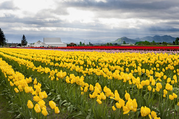 Obraz premium Tulips in the Skagit Valley. A sure sign that springtime is upon us is the start of the Skagit Valley Tulip Festival. A carpeting of colorful flowers dominates the landscape in all directions.