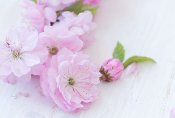 Fototapeta na wymiar Flowers close-up on white wooden background