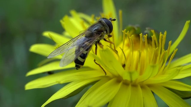 Syrphe butinant une fleur.