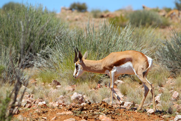 Antylopa Springbok na Pustyni Kalahari © andrzej_67
