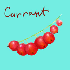 watercolor hand drawn  red currant  on transparent background