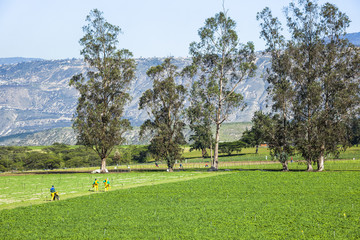 Obraz premium Calla lily plantation