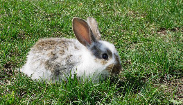 little cute baby rabbit on green grass closeup