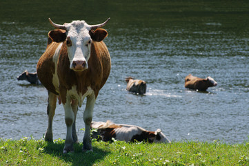Cows on a pasture. Herd of cows grazing at summer green field