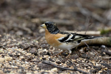 Brambling,  Fringilla montifringilla