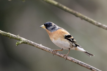 Brambling,  Fringilla montifringilla
