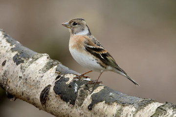 Brambling,  Fringilla montifringilla