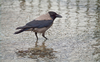 Crow in a puddle.