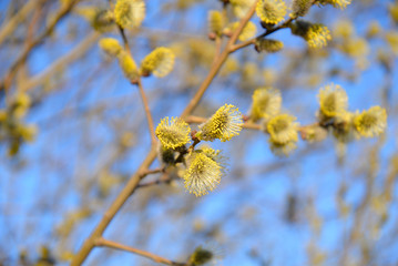 Pussy willow on blue sky.