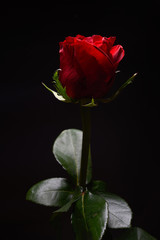Naklejka premium Beautiful red rose with strong contrast on black background. Dra