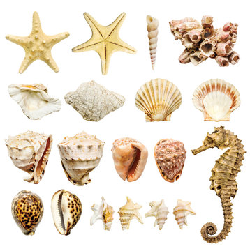 composition of most common seashells and mollusk