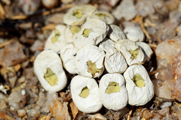 żywe kamienie Conophytum sp. na Pustyni Kalahari