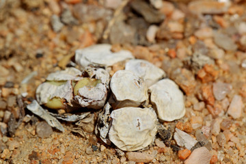 żywe kamienie Conophytum sp. na Pustyni Kalahari