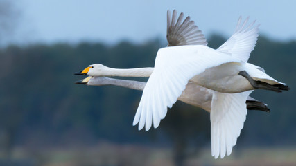 Singschwäne (Cygnus cygnus) beim Anflug auf ein  Feld