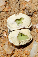 żywe kamienie Conophytum sp. na Pustyni Kalahari