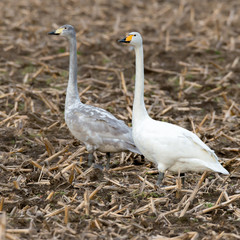 Singschwäne (Cygnus cygnus) auf einem Stoppelfeld Maisacker