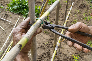 contadino che prepara i sostegni per la coltivazioni di pomodori in un orto