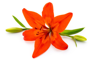 Lily flower with buds isolated on a white background.