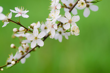 spring tree blossom