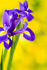 Purple iris flower on the yellow background. © gitusik