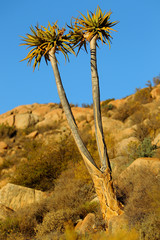 Drzewo kołczanowe ( Aloe dichotoma , Kokerboom ) na północy Republiki Południowej Afryki - obrazy, fototapety, plakaty