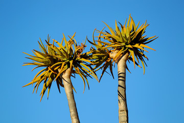Drzewo kołczanowe ( Aloe dichotoma , Kokerboom ) na północy Republiki Południowej Afryki - obrazy, fototapety, plakaty