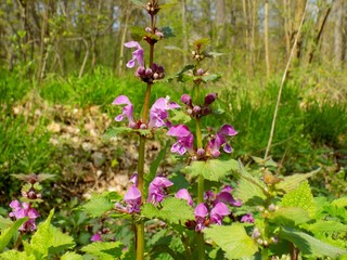 Dead nettle on meadow