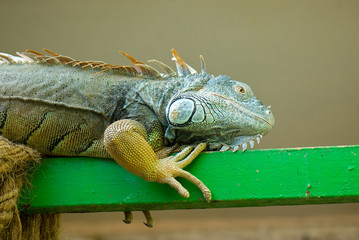 Iguana