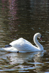 white wild swan