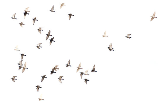 Palomas
