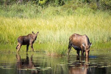 Cow moose with a calf feeding pond in Canada Yukon