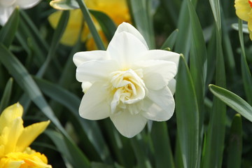 White Narcissus flower