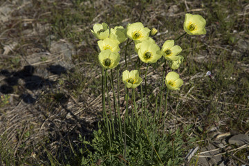 Several yellow polar poppies together. The coast of the Laptev Sea. Yakutia. Russia.