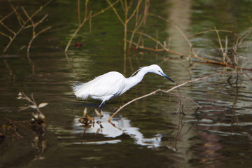 Little Egret (Egretta garzetta) 