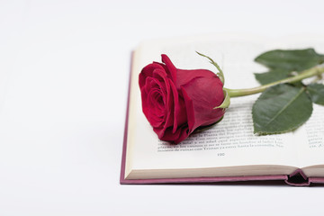 rosa junto a un libro