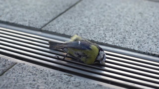 Dead Bird Tit Lies on the Grid in the City