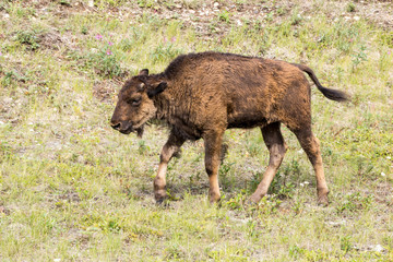 Cute buffalo or bison calf on pasture Canada