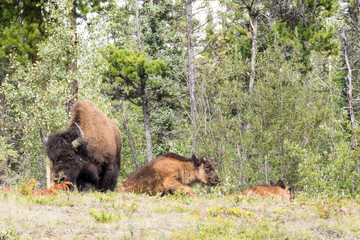 Roaming herds of wild Plains Bison along alcan canada