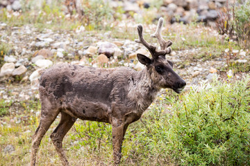 Wild young reindeer caribu in Canada along the road