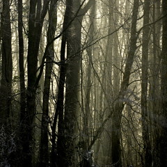 Forêt, matin, levée de soleil, givre 
