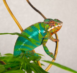 Panther chameleon peeking through the leaves of the tree © oleg_mj