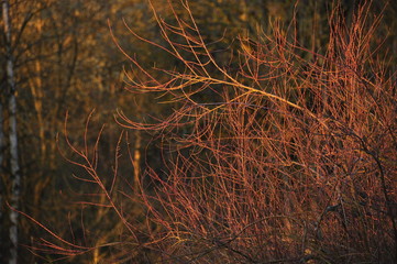 paysage, arbre, coucher de soleil 