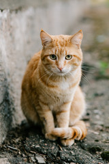 Portrait of red-headed cat looking at camera