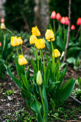 yellow tulips on the flowerbed