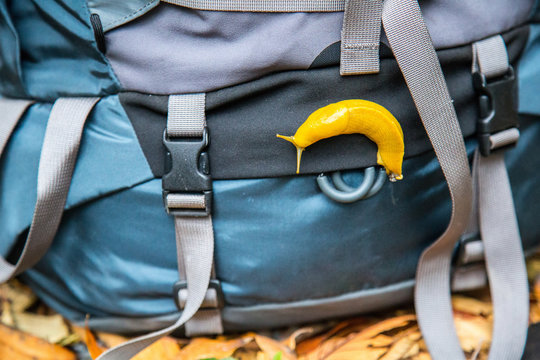 banana slug, Redwood National Park, California, USA