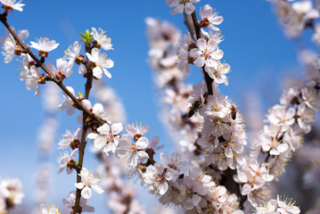 Apricot blossoms against the blue sky, spring has come