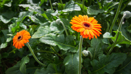 Orange colored Gerbera flowers from close