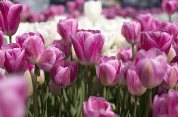 Tulips in the park in springtime