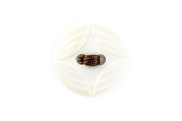 button with brown thread on white background